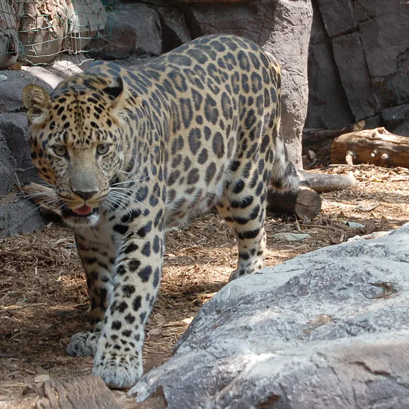 Amur Leopard portrait