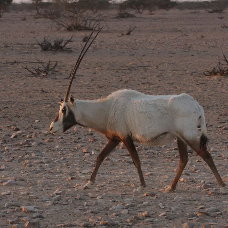 Arabian Oryx portrait