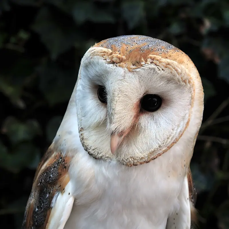 Barn Owl portrait