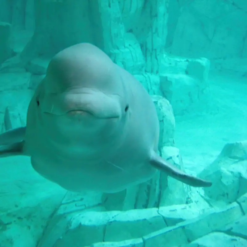 Beluga Whale portrait