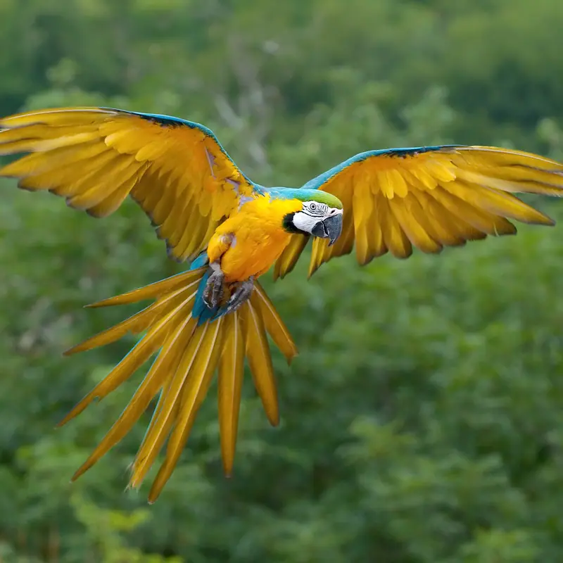 Blue-and-yellow Macaw portrait