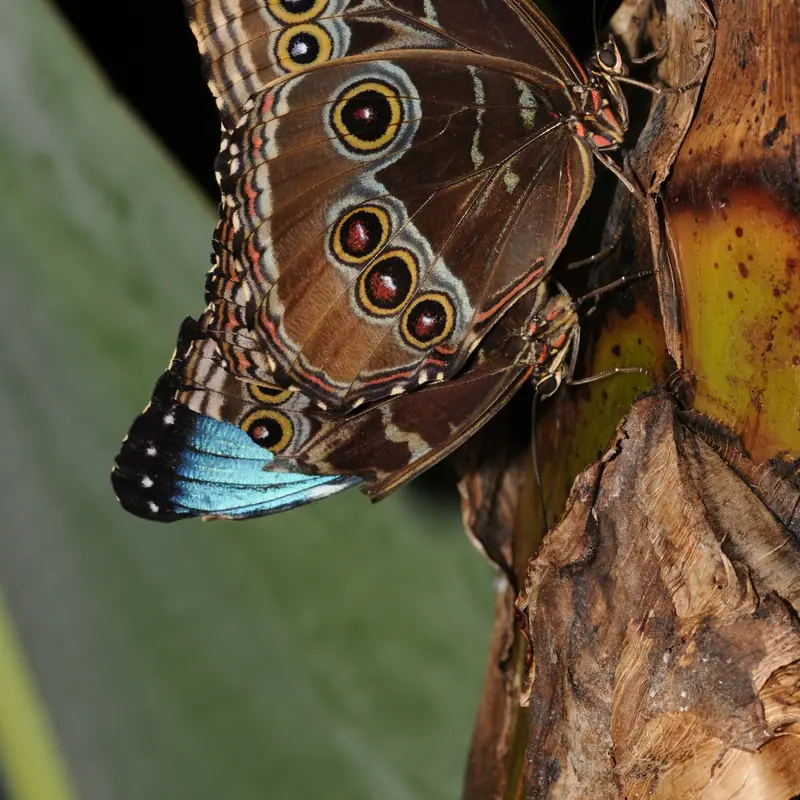 Blue Morpho portrait