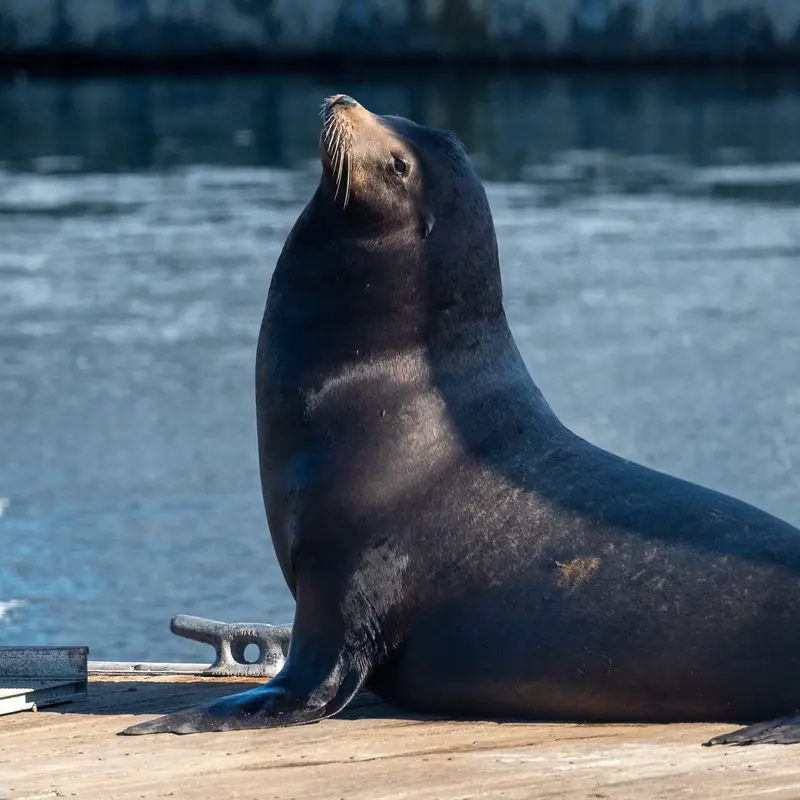 California Sea Lion portrait