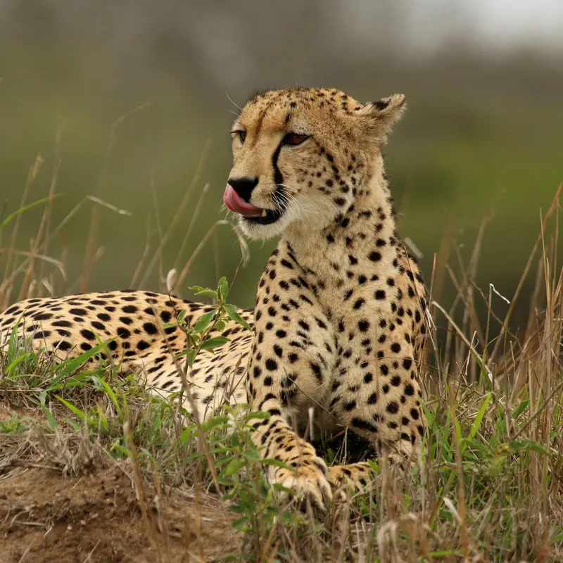 Cheetah portrait