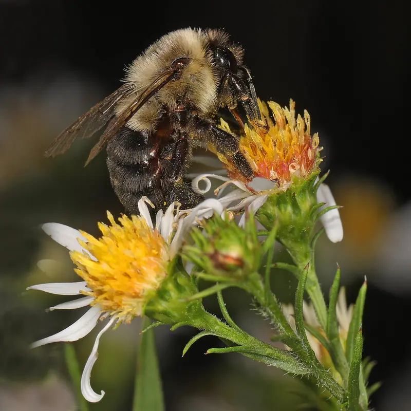 Common Eastern Bumblebee portrait