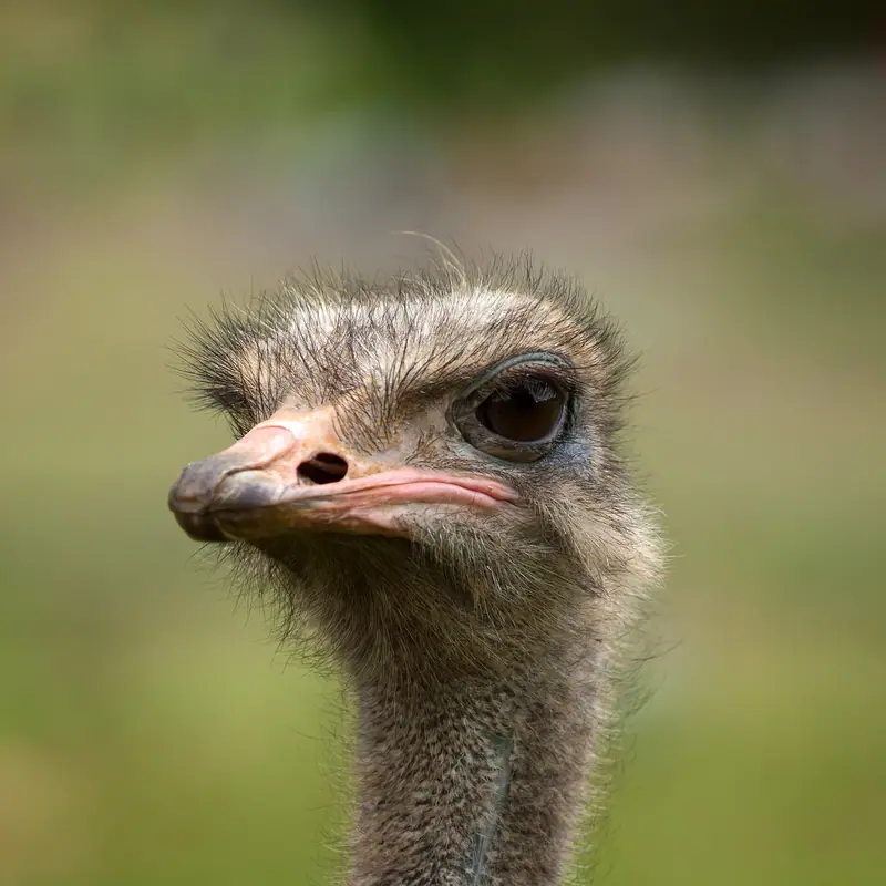Common Ostrich portrait