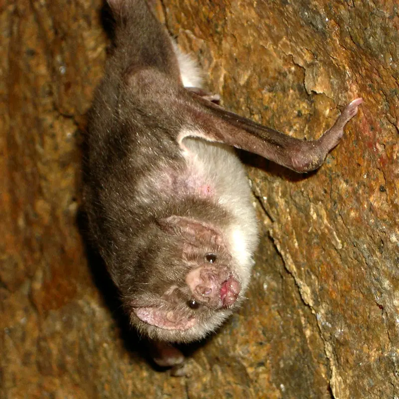 Common Vampire Bat portrait