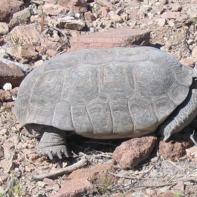 Mojave Desert Tortoise portrait