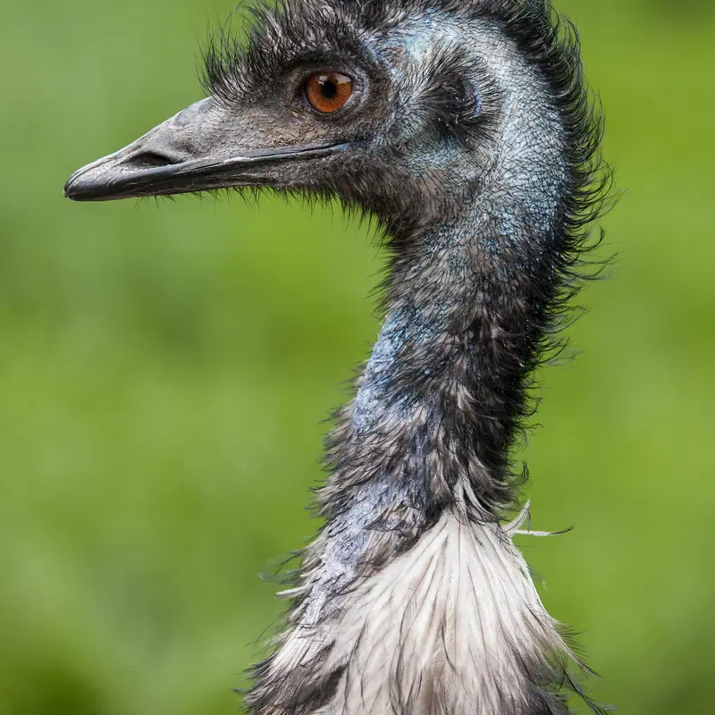 Emu portrait
