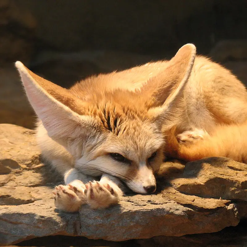 Fennec Fox portrait