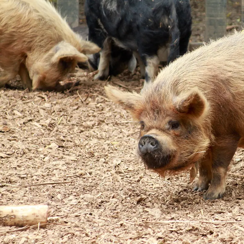 Kunekune Pig portrait