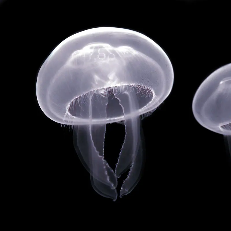 Moon Jellyfish portrait