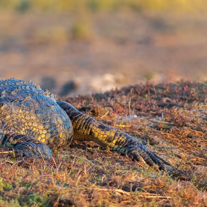 Nile Crocodile portrait