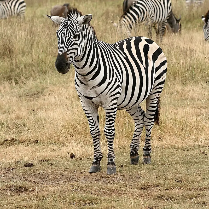 Plains Zebra portrait