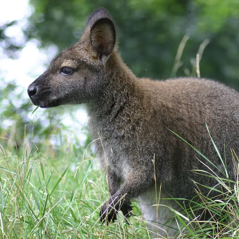 Red-necked Wallaby portrait