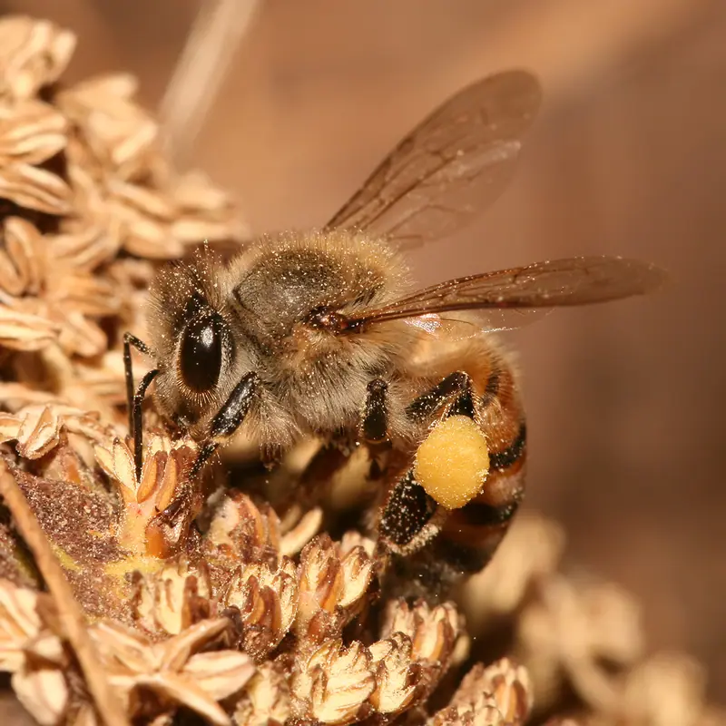 Western Honey Bee portrait